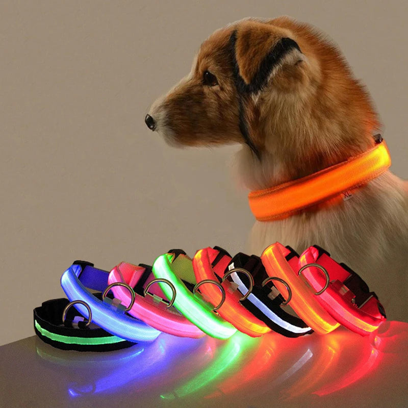 Collier LED lumineux pour chien — Sécurité nocturne rechargeable USB