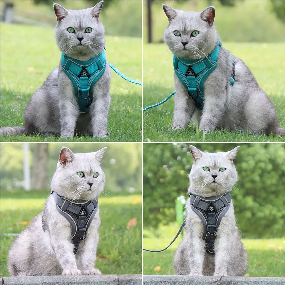 Harnais + laisse pour chien — Anti-traction confortable toutes races