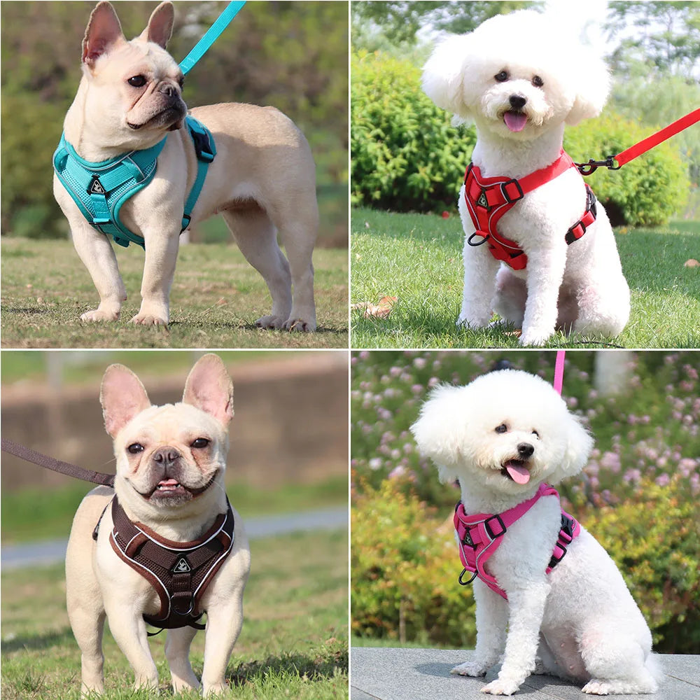 Harnais + laisse pour chien — Anti-traction confortable toutes races